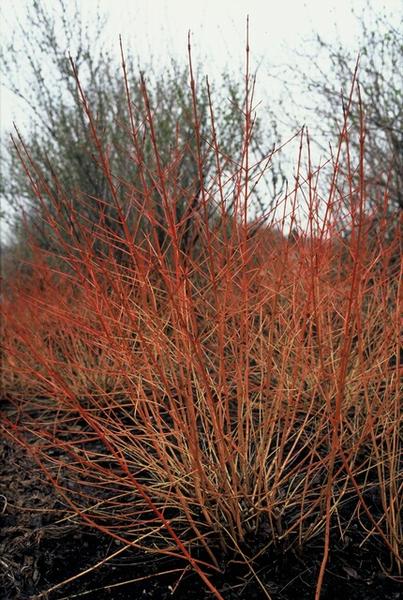 Cornus sang. 'Midwinter Fire' - ↕10-25cm - Ø9cm - 60x