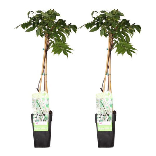 2x Glycine floribunda 'Longissima Alba' - ↨65cm - Ø15