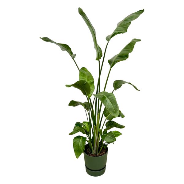 Strelitzia Nicolai dont elho Greenville Rond vert - 180 cm - Ø30