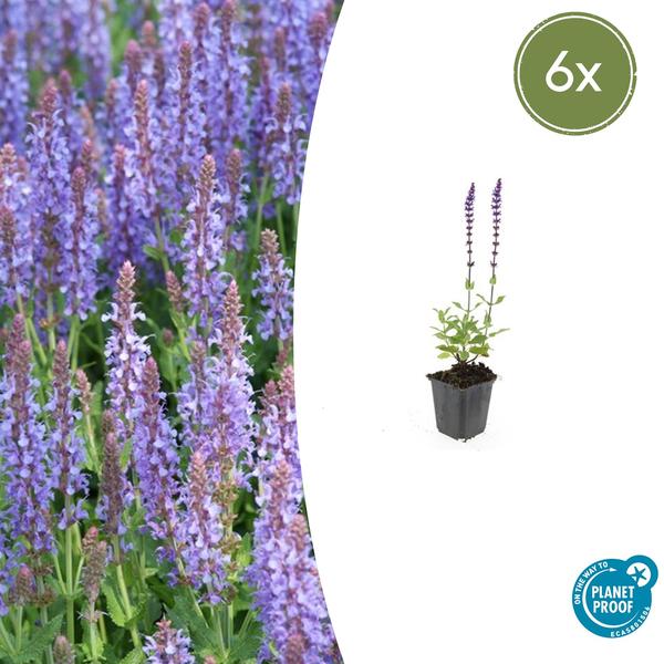 Salvia nem. 'Caradonna' - ↕10-25cm - Ø9cm - 6x