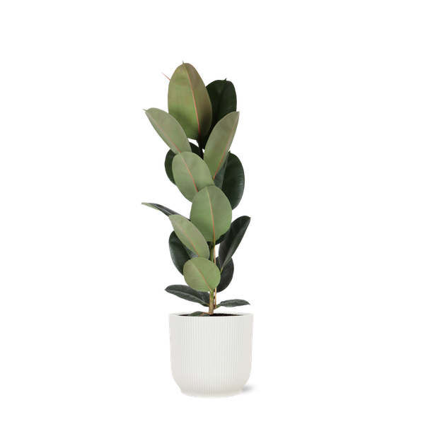 Ficus Elastica Robusta - Ø21cm - ↕90cm in Vibes WIT pot