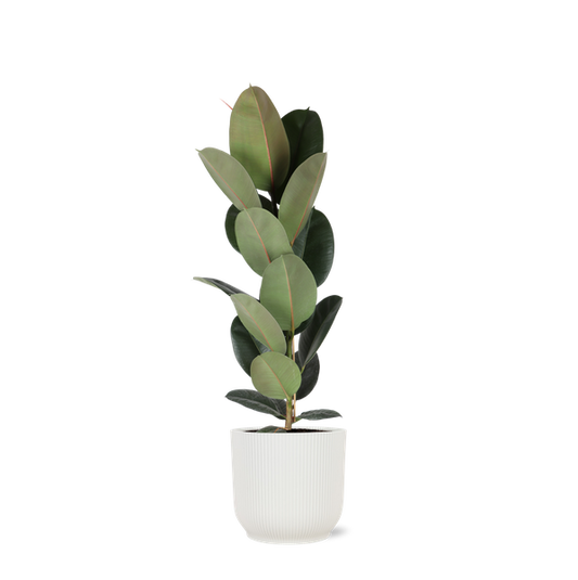Ficus Elastica Robusta - Ø21cm - ↕90cm in Vibes WIT pot