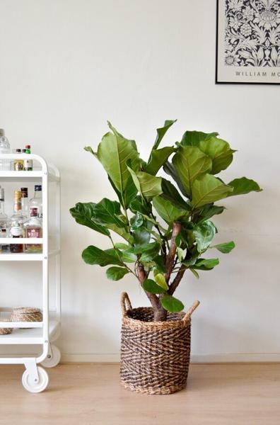Ficus Lyrata (vertakt) - Ø24cm - ↕110cm