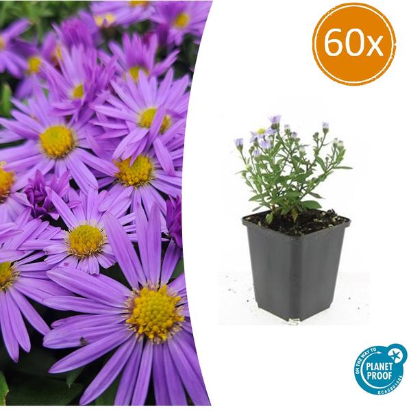Aster (D) 'Prof. Anton Kippenberg' - ↕10-25cm - Ø9cm - 60x