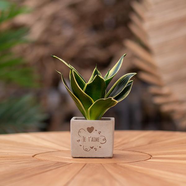 Congreetz® plantpots + Sansevieria | Je t'aime