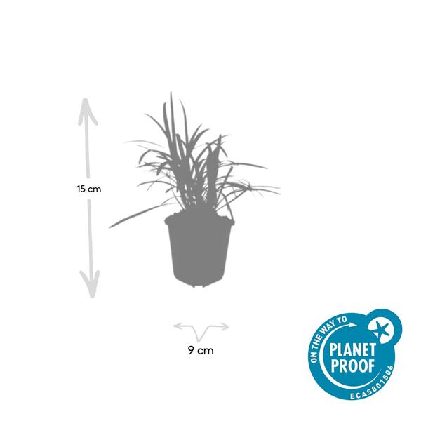 Liriope muscari 'Moneymaker' - ↕10-25cm - Ø9cm - 60x