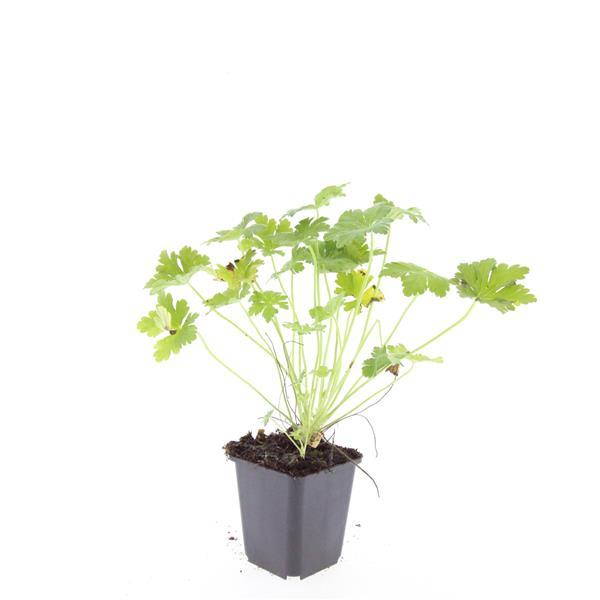 Geranium macr. 'Czakor' - ↕10-25cm - Ø9cm - 60x