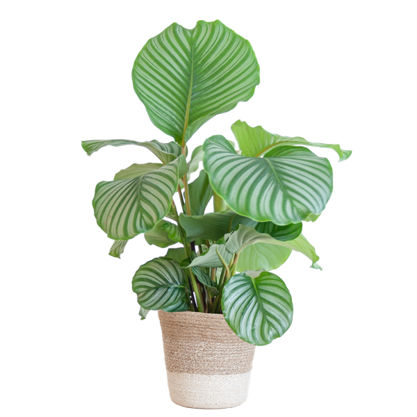 Calathea Orbifolia met Lissabon mand wit - 65cm - Ø19