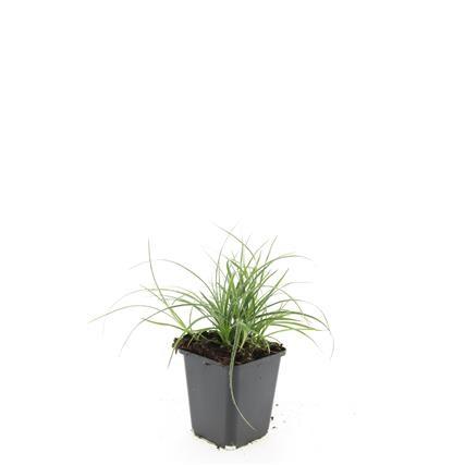 Luzula nivea - ↕10-25cm - Ø9cm - 60x
