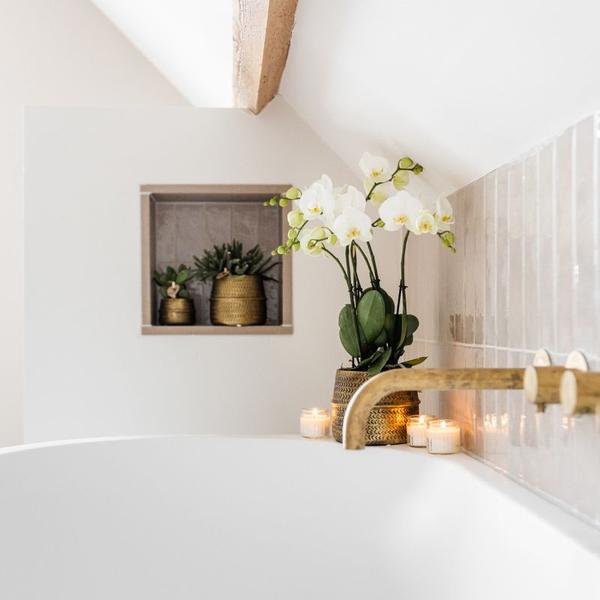 Compagnie des Colibris | Ensemble de plantes Groove | Orchidée Phalaenopsis blanche Gand et plantes succulentes avec pots décoratifs en céramique