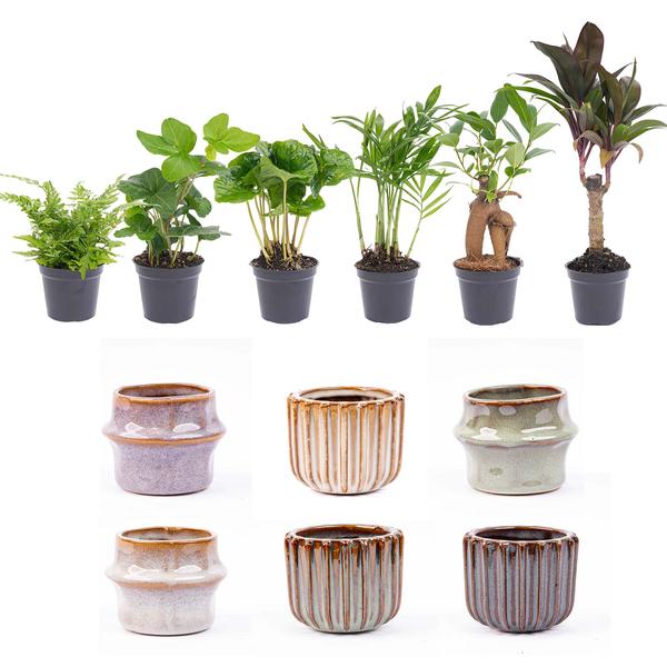 Mini set de plantes 6 - Avec set de pots Barcelona