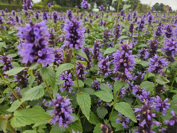 Agastache 'Blue Fortune' - ↕10-25cm - Ø9cm - 60x