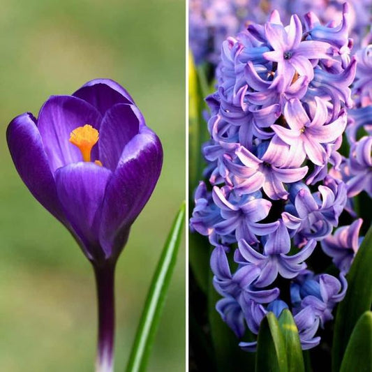 Bulbes à fleurs Amsterdam - Bleu et Violet - 30 bulbes à fleurs