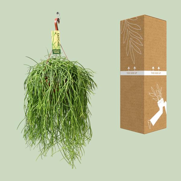 Rhipsalis Baccifera Shaferi - Ø21 ↕60