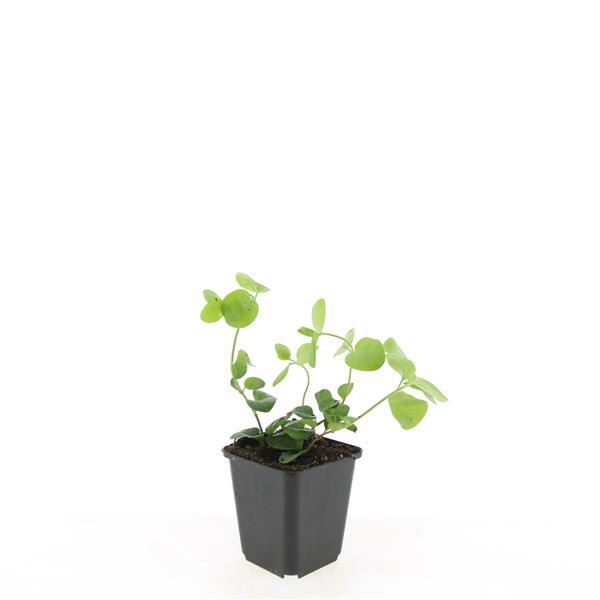 Vinca major - ↕10-25cm - Ø9cm - 60x