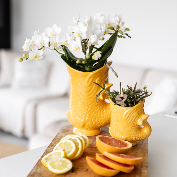 Kolibri Home | Fish - Orange - Ø6cm