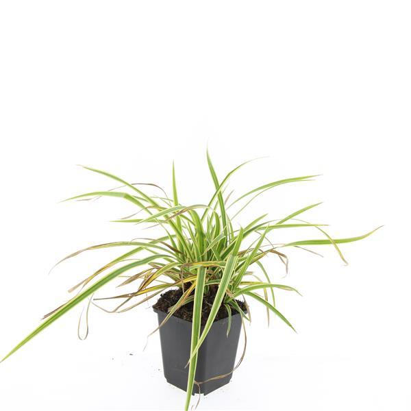 Carex morrowii 'Aureovariegata' - ↕10-25cm - Ø9cm - 60x