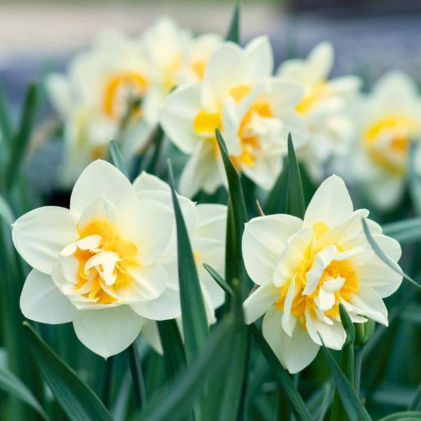 Flowerbulbs Amsterdam - Medium Lasting Wild Mix - Sachet de valeur durable, 50 bulbes de fleurs pour 1 m2 de splendeur florale -