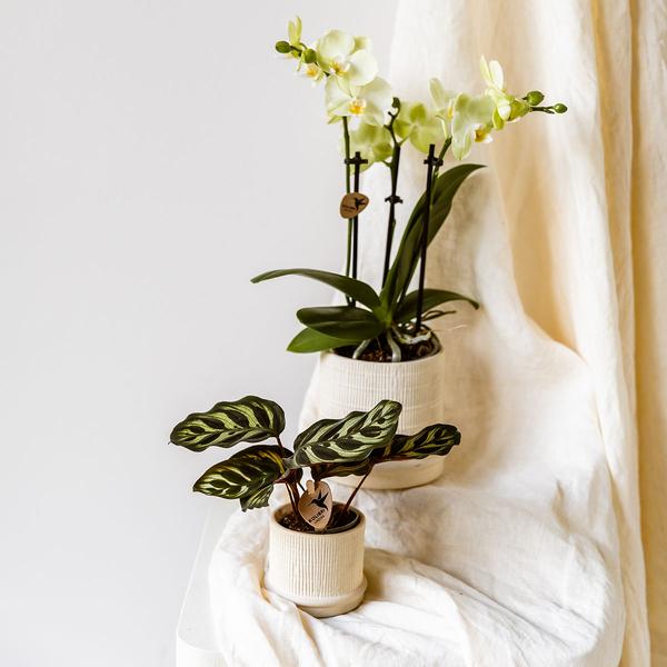 Kolibri Home | Bali sierpot - Off White - Ø9cm