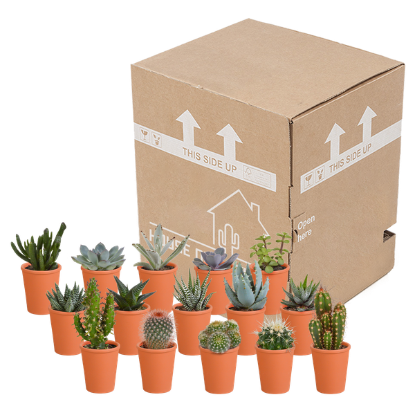 Cactus en vetplanten mix 5.5 cm | 15 stuks - in terracotta pot