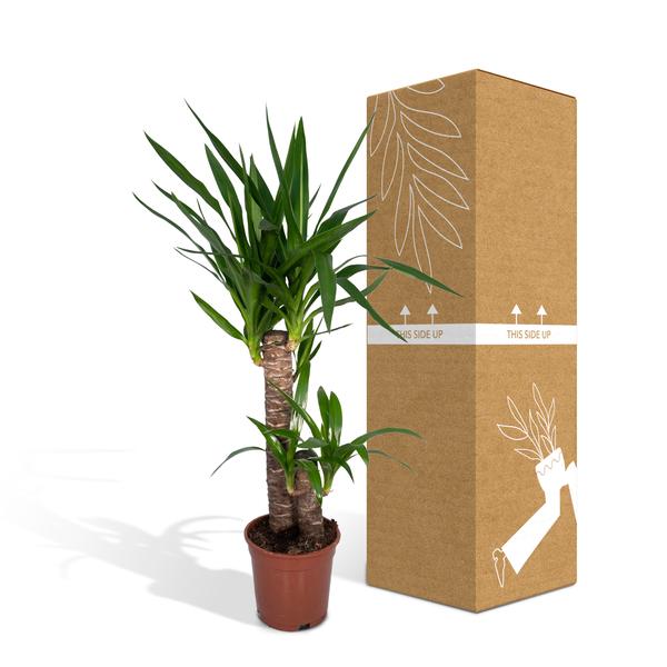 Yucca Éléphantipes - Ø17cm - ↕85cm