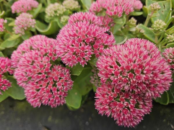Sedum 'Herbstfreude' - ↕10-25cm - Ø9cm - 60x