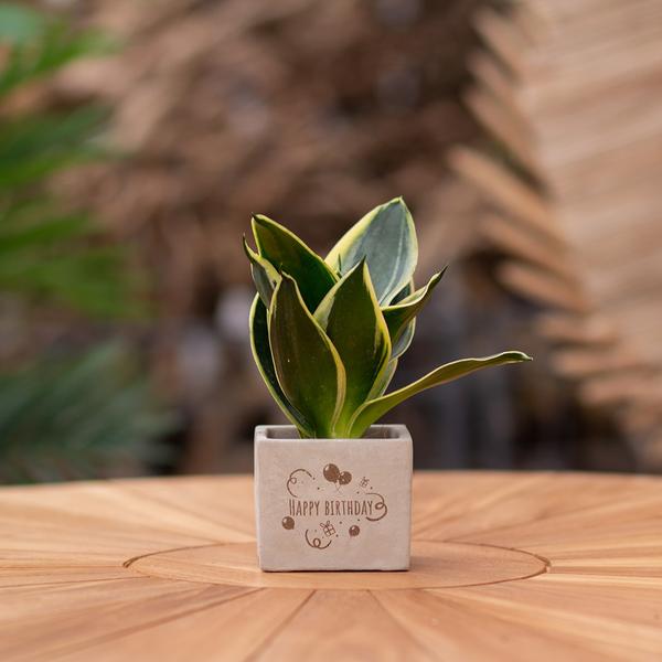 Congreetz® plantpots + Sansevieria | Happy birthday