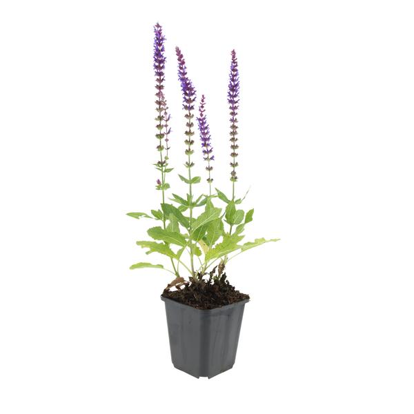 Salvia nem. 'Ostfriesland' - ↕10-25cm - Ø9cm - 6x