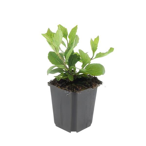 Aster ageratoides 'Asran' - ↕10-25cm - Ø9cm - 6x