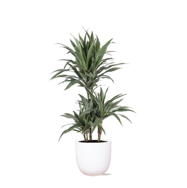Dracaena Warneckii Ø21cm - ↕65cm en pot Boule BLANC
