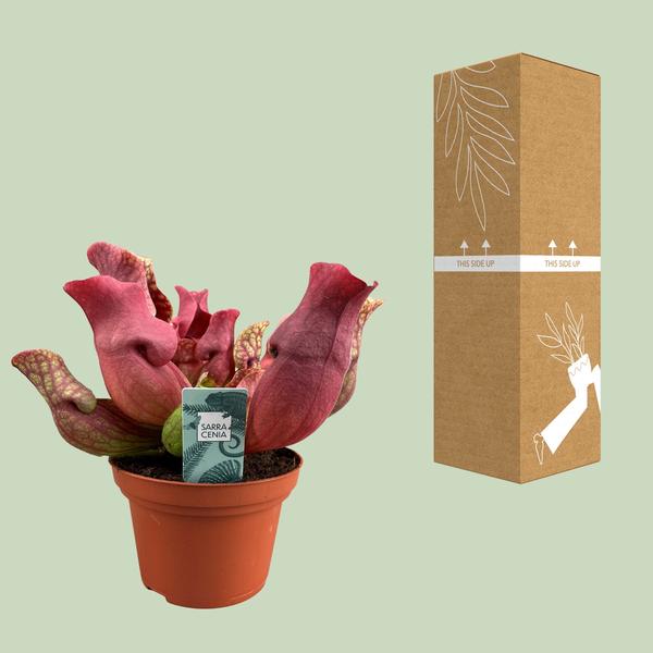 Sarracenia Marron - Ø12 ↕23