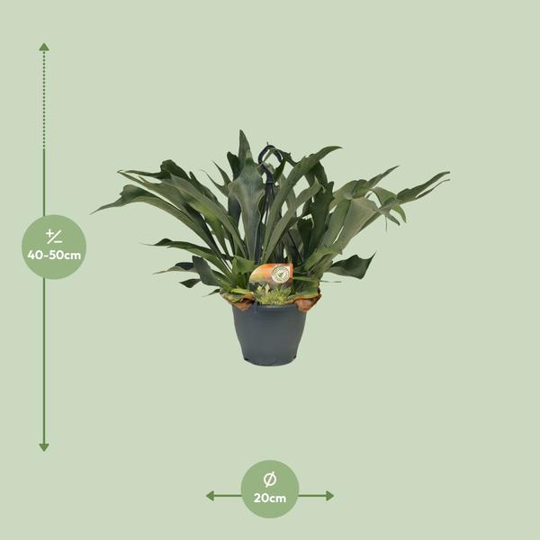 Platycerium Bifurcatum - Ø21cm - ↕50cm