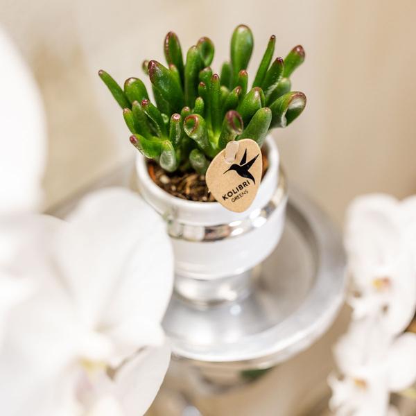 Kolibri Greens | Succulenten set van 2 planten in zilveren Le Chic sierpotten - keramiek potmaat Ø9cm