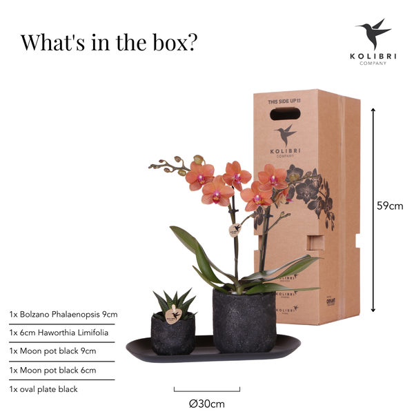 Compagnie des Colibris | Ensemble de plantes Home Hub petit | Orchidée Phalaenopsis orange Bolzano et succulentes avec pots décoratifs en céramique sur plateau noir