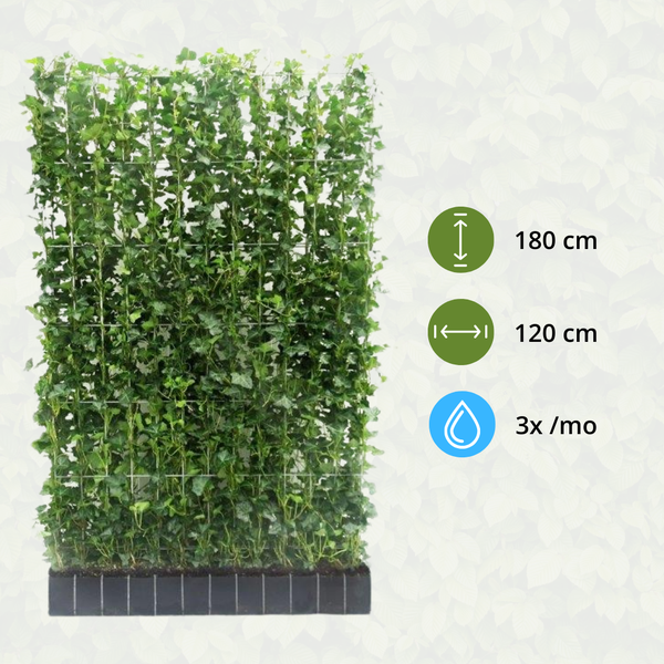 Hedera Hibernica - Lierre - Haie prête à l'emploi | ↔120cm - ↨180cm