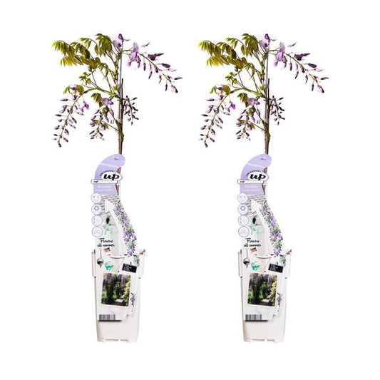 2x Glycine sinensis 'Caroline' - ↨65cm - Ø15