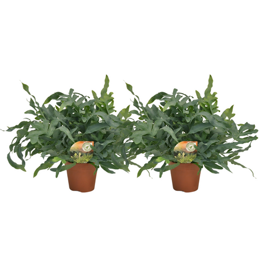 Phlebodium Blue Star - 2 stuks - Ø17cm - Ø60cm