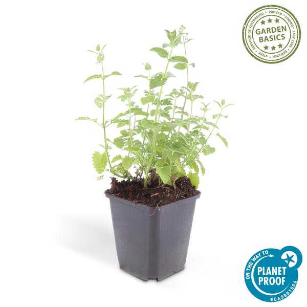 Nepeta 'Six Hills Giant' - ↕10-25cm - Ø9cm - 6x
