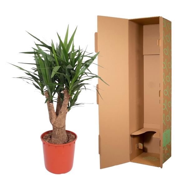 Yucca Elephantipes ramifié - 140 cm - ø34