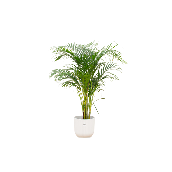 Offre combinée - Palmier Areca avec elho Vibes Fold Round blanc Ø30 - 140 cm