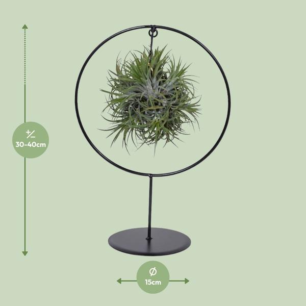 Tillandsia Ring Mix - Ø15cm - ↕35cm