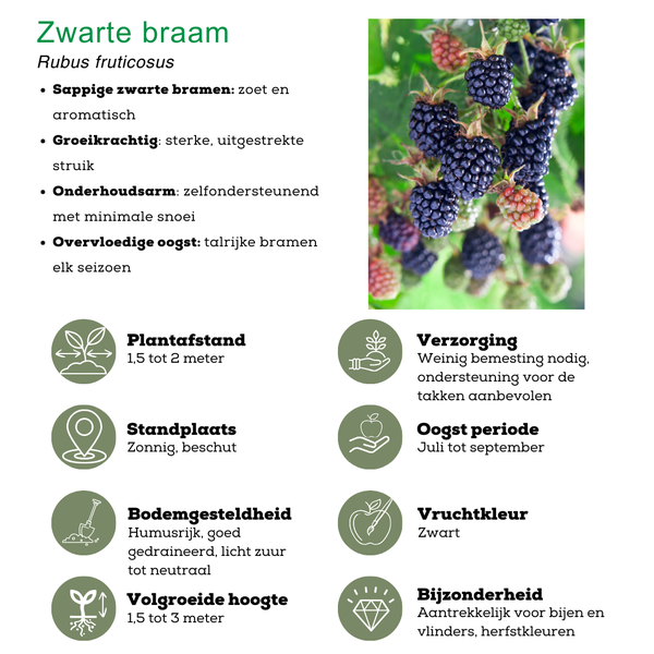 "Fruits d'été" BIO Mélange de plantes fruitières lot de 4 types différents