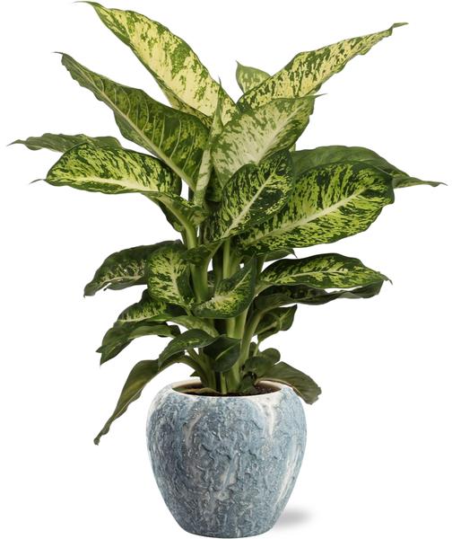 Dieffenbachia Mars - Ø17cm - ↕50cm + Doug Pot D18x16cm - Grijs Wit