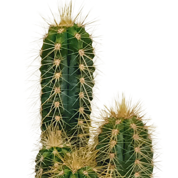 Cactus mix 5.5 cm - 10x - zonder pot