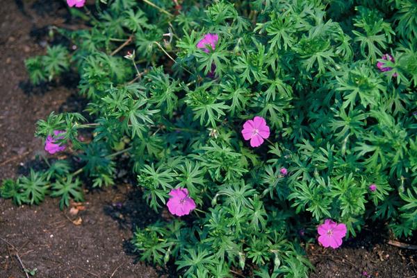 Geranium 'Tiny Monster' - ↕10-25cm - Ø9cm - 60x