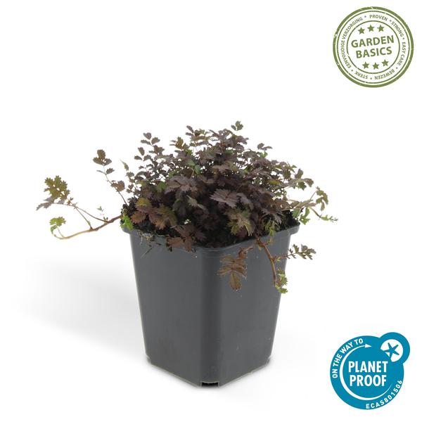 Acaena microphylla 'Kupferteppich' - ↕10-25cm - Ø9cm - 60x