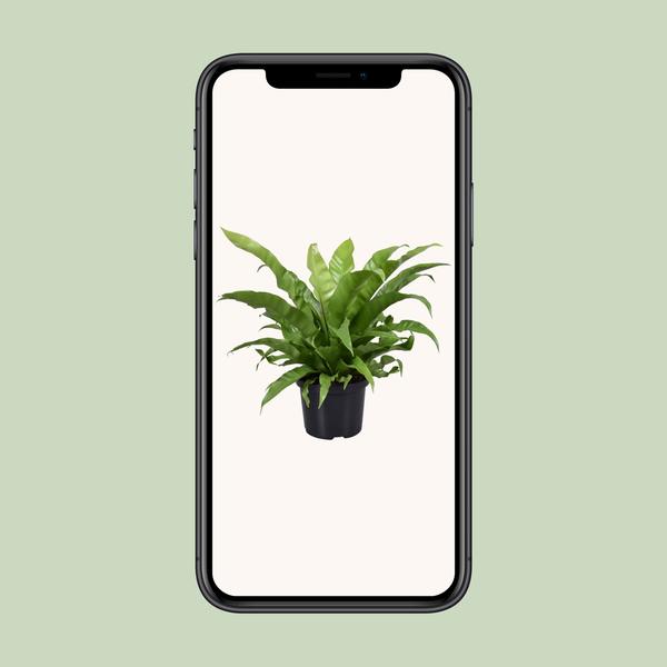 Asplenium Antiquum - Ø23cm - ↕60cm
