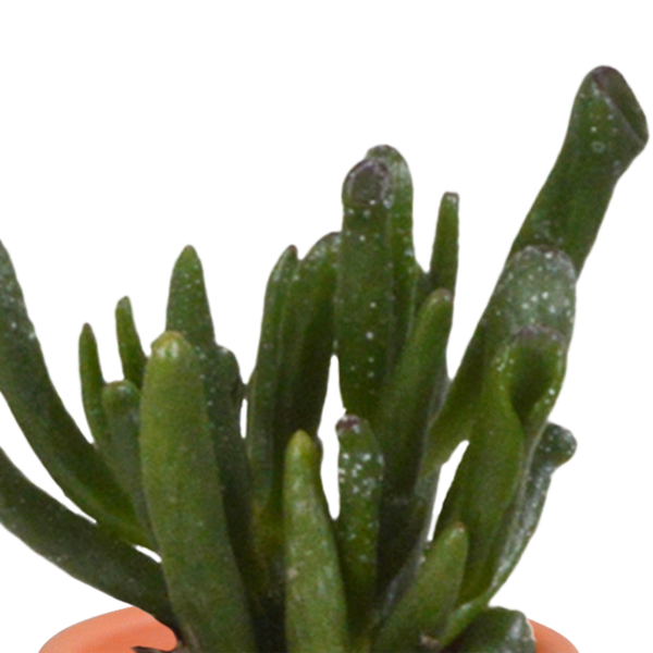 Cactus en vetplanten mix 5.5 cm | 15 stuks - in terracotta pot