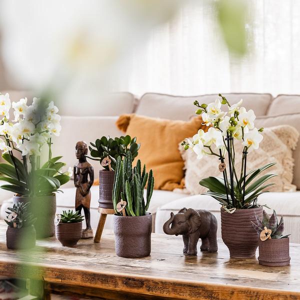 Kolibri Home | Bali sierpot - Brown - Ø6cm