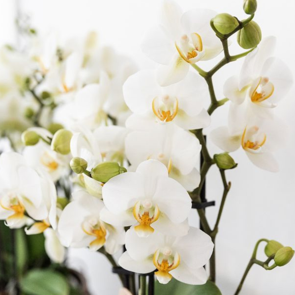 Compagnie des Colibris | Ensemble de plantes Coucher de soleil méditerranéen | Orchidée Phalaenopsis blanche Lausanne et plantes succulentes avec pots décoratifs en céramique